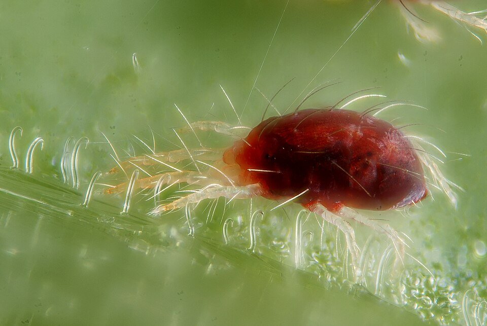 Arañuela (Tetranychus urticae) ampliada sobre una hoja, con hilos de seda visibles.