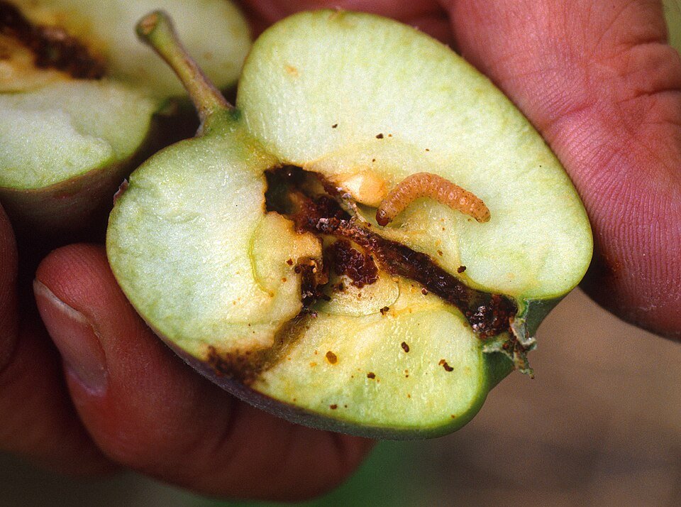 Larva de carpocapsa alimentándose de una manzana Red Delicious.