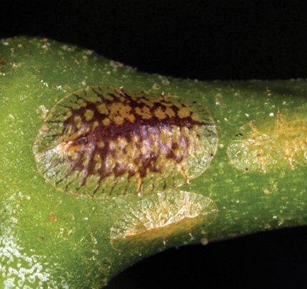 Detalle ampliado de una cochinilla blanda ovalada (Coccus hesperidum).
