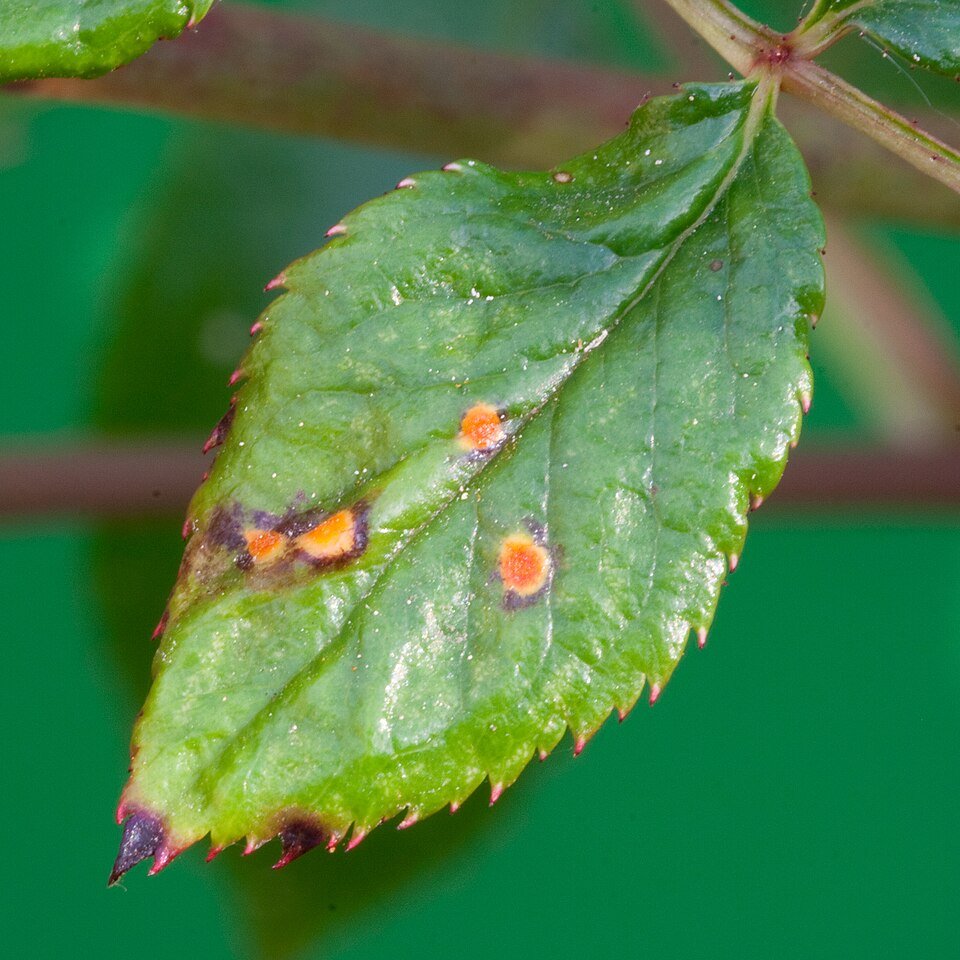 Hoja de rosal afectada por roya.